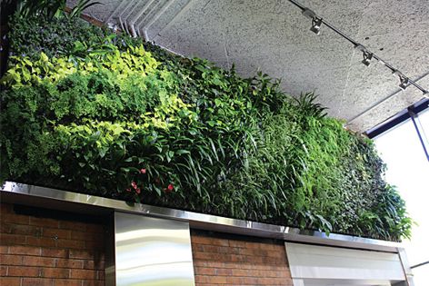 A PlantUp green wall at the University of Southern Queensland.