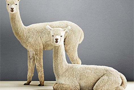 Velieris’s Capulet twist pile carpet uses the beautiful colours of alpaca fleece.